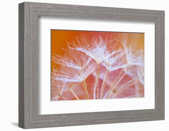 Embroideries-Marco Carmassi-Framed Photographic Print