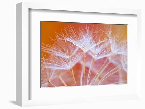 Embroideries-Marco Carmassi-Framed Photographic Print