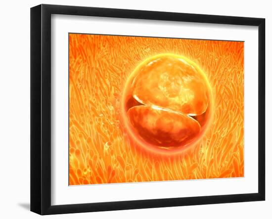 Embryo Development 24-36 Hours after Fertilization-null-Framed Art Print