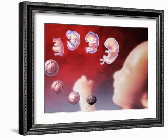 Embryo Development-Hans-ulrich Osterwalder-Framed Photographic Print