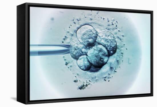 Embryo Selection for IVF Light Micrograph-ZEPHYR-Framed Premier Image Canvas