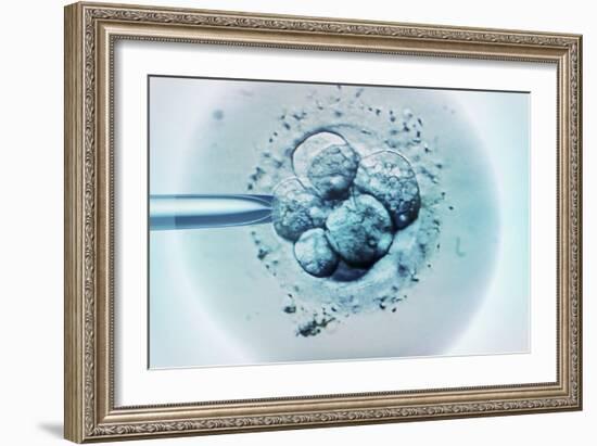 Embryo Selection for IVF Light Micrograph-ZEPHYR-Framed Photographic Print