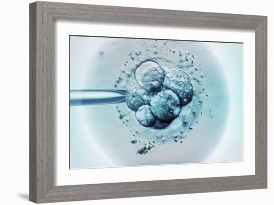 Embryo Selection for IVF Light Micrograph-ZEPHYR-Framed Photographic Print