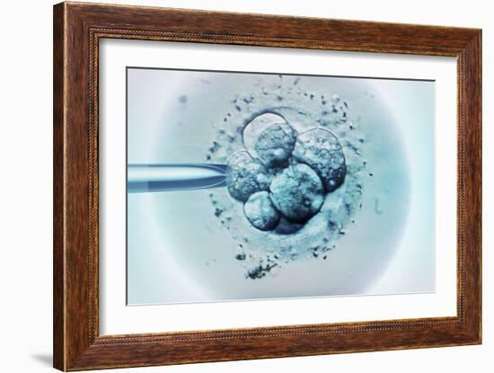 Embryo Selection for IVF Light Micrograph-ZEPHYR-Framed Photographic Print