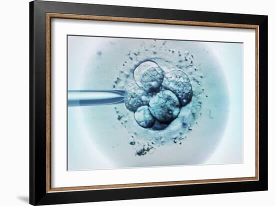 Embryo Selection for IVF Light Micrograph-ZEPHYR-Framed Photographic Print