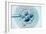 Embryo Selection for IVF Light Micrograph-ZEPHYR-Framed Photographic Print