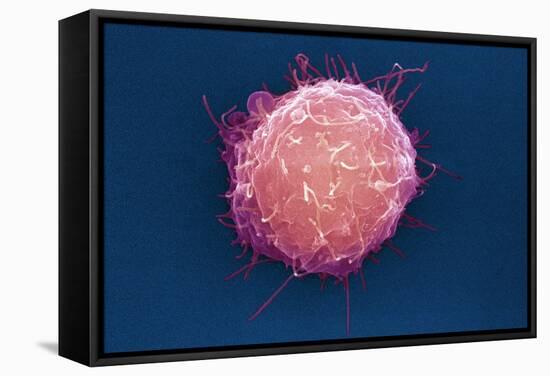 Embryonic Stem Cell, SEM-Science Photo Library-Framed Premier Image Canvas