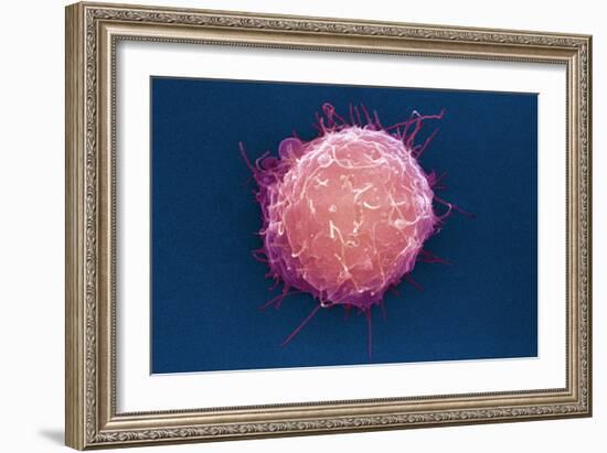 Embryonic Stem Cell, SEM-Science Photo Library-Framed Photographic Print