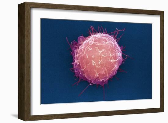 Embryonic Stem Cell, SEM-Science Photo Library-Framed Photographic Print