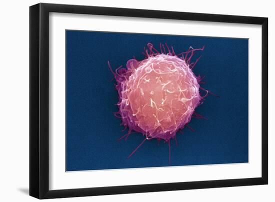 Embryonic Stem Cell, SEM-Science Photo Library-Framed Photographic Print