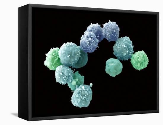 Embryonic Stem Cells, SEM-Steve Gschmeissner-Framed Premier Image Canvas