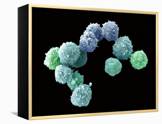 Embryonic Stem Cells, SEM-Steve Gschmeissner-Framed Premier Image Canvas