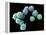 Embryonic Stem Cells, SEM-Steve Gschmeissner-Framed Premier Image Canvas