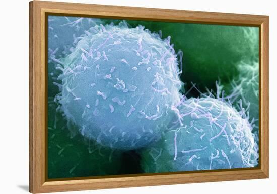 Embryonic Stem Cells, SEM-Science Photo Library-Framed Premier Image Canvas