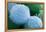 Embryonic Stem Cells, SEM-Science Photo Library-Framed Premier Image Canvas