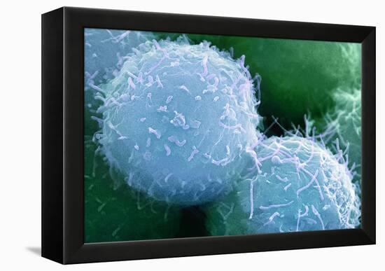 Embryonic Stem Cells, SEM-Science Photo Library-Framed Premier Image Canvas