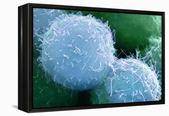 Embryonic Stem Cells, SEM-Science Photo Library-Framed Premier Image Canvas