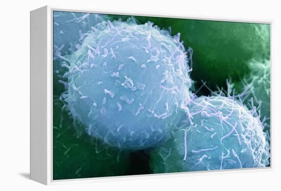 Embryonic Stem Cells, SEM-Science Photo Library-Framed Premier Image Canvas