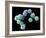 Embryonic Stem Cells, SEM-Steve Gschmeissner-Framed Photographic Print