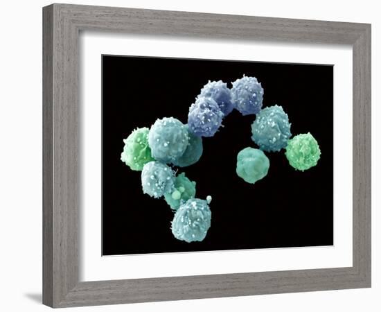 Embryonic Stem Cells, SEM-Steve Gschmeissner-Framed Photographic Print