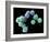 Embryonic Stem Cells, SEM-Steve Gschmeissner-Framed Photographic Print