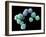 Embryonic Stem Cells, SEM-Steve Gschmeissner-Framed Photographic Print