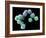 Embryonic Stem Cells, SEM-Steve Gschmeissner-Framed Photographic Print