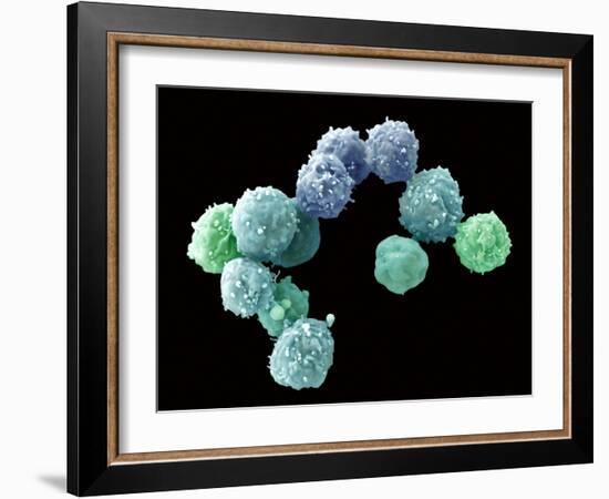 Embryonic Stem Cells, SEM-Steve Gschmeissner-Framed Photographic Print