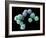 Embryonic Stem Cells, SEM-Steve Gschmeissner-Framed Photographic Print