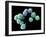 Embryonic Stem Cells, SEM-Steve Gschmeissner-Framed Photographic Print