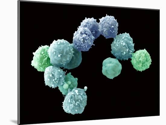 Embryonic Stem Cells, SEM-Steve Gschmeissner-Mounted Photographic Print