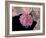 Embryonic Stem Cells, SEM-Steve Gschmeissner-Framed Photographic Print