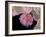 Embryonic Stem Cells, SEM-Steve Gschmeissner-Framed Photographic Print