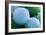 Embryonic Stem Cells, SEM-Science Photo Library-Framed Photographic Print