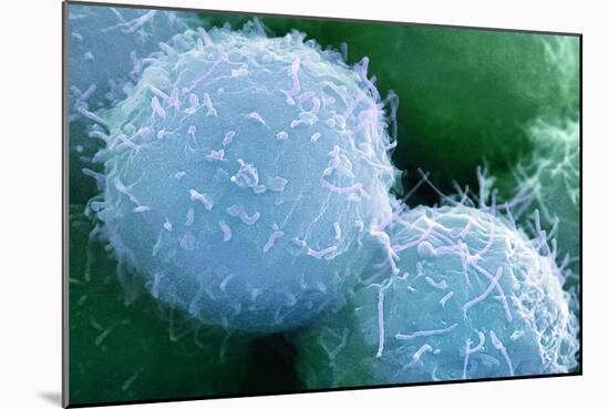 Embryonic Stem Cells, SEM-Science Photo Library-Mounted Photographic Print