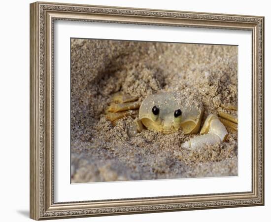 Emerald Beach Sand Crab, Lindergh Bay, St. Thomas, Us Virgin Islands, Caribbean-Cindy Miller Hopkins-Framed Photographic Print