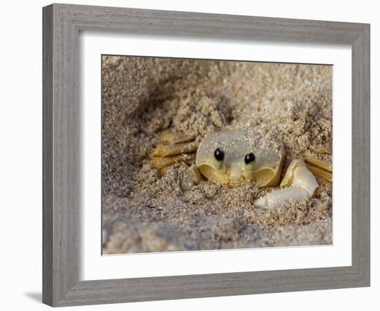 Emerald Beach Sand Crab, Lindergh Bay, St. Thomas, Us Virgin Islands, Caribbean-Cindy Miller Hopkins-Framed Photographic Print