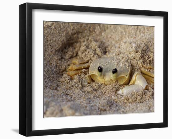 Emerald Beach Sand Crab, Lindergh Bay, St. Thomas, Us Virgin Islands, Caribbean-Cindy Miller Hopkins-Framed Photographic Print