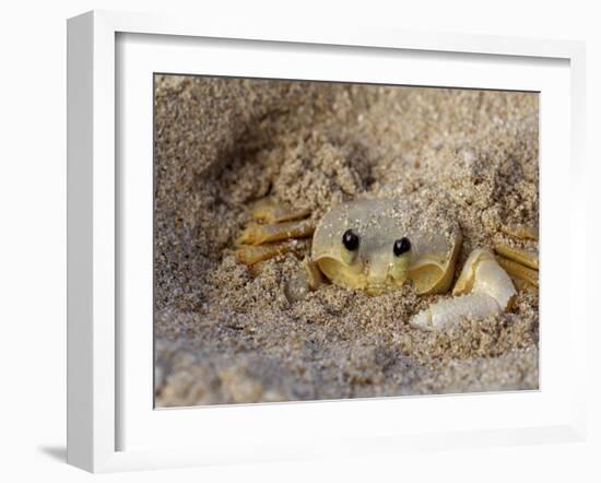 Emerald Beach Sand Crab, Lindergh Bay, St. Thomas, Us Virgin Islands, Caribbean-Cindy Miller Hopkins-Framed Photographic Print