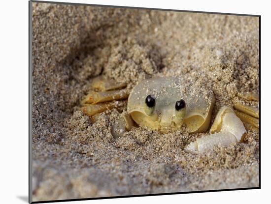 Emerald Beach Sand Crab, Lindergh Bay, St. Thomas, Us Virgin Islands, Caribbean-Cindy Miller Hopkins-Mounted Photographic Print