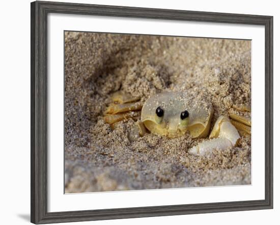 Emerald Beach Sand Crab, Lindergh Bay, St. Thomas, Us Virgin Islands, Caribbean-Cindy Miller Hopkins-Framed Photographic Print