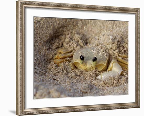 Emerald Beach Sand Crab, Lindergh Bay, St. Thomas, Us Virgin Islands, Caribbean-Cindy Miller Hopkins-Framed Photographic Print