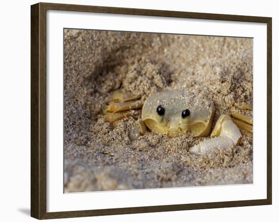 Emerald Beach Sand Crab, Lindergh Bay, St. Thomas, Us Virgin Islands, Caribbean-Cindy Miller Hopkins-Framed Photographic Print