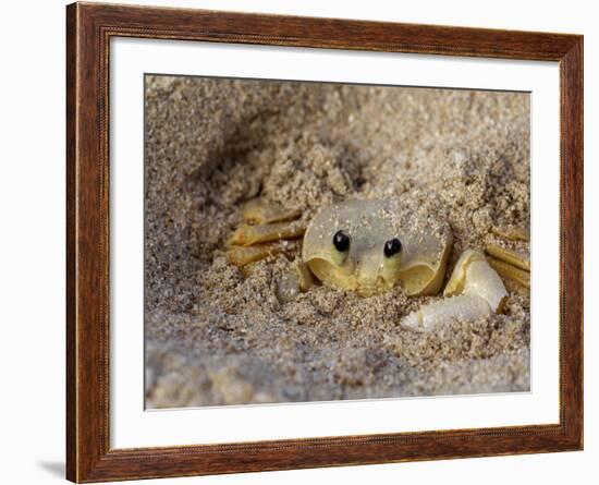 Emerald Beach Sand Crab, Lindergh Bay, St. Thomas, Us Virgin Islands, Caribbean-Cindy Miller Hopkins-Framed Photographic Print