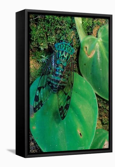 emerald cicada on leaves, mexico-claudio contreras-Framed Premier Image Canvas