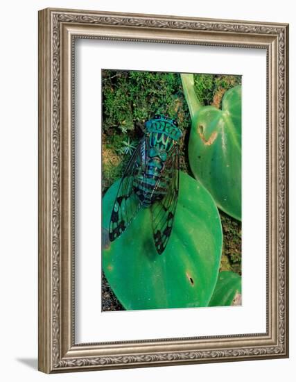 emerald cicada on leaves, mexico-claudio contreras-Framed Photographic Print