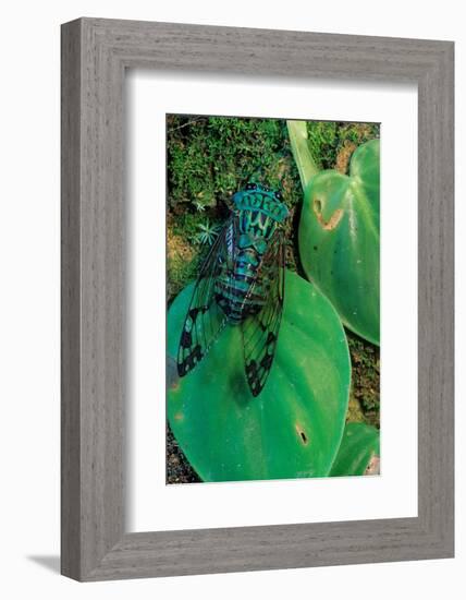 emerald cicada on leaves, mexico-claudio contreras-Framed Photographic Print