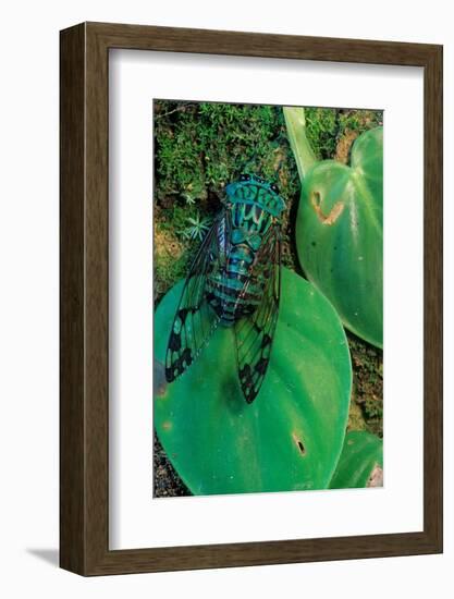 emerald cicada on leaves, mexico-claudio contreras-Framed Photographic Print