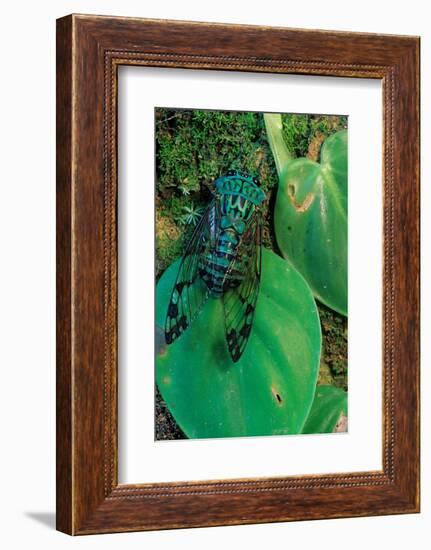 emerald cicada on leaves, mexico-claudio contreras-Framed Photographic Print