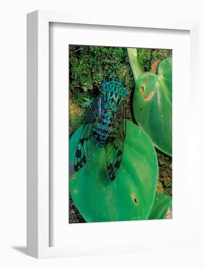 emerald cicada on leaves, mexico-claudio contreras-Framed Photographic Print